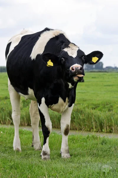 Vaca en el prado — Foto de Stock