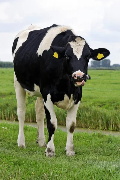 Vaca en el prado — Foto de Stock