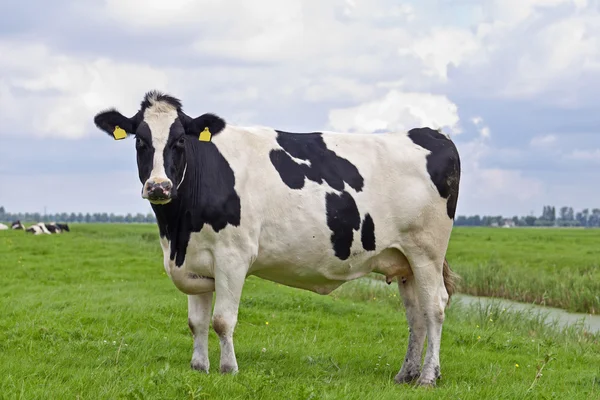 Ko i äng — Stockfoto
