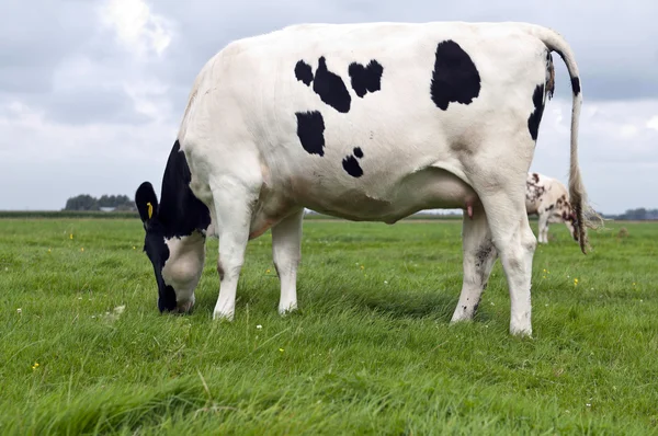 Vaca en el prado — Foto de Stock