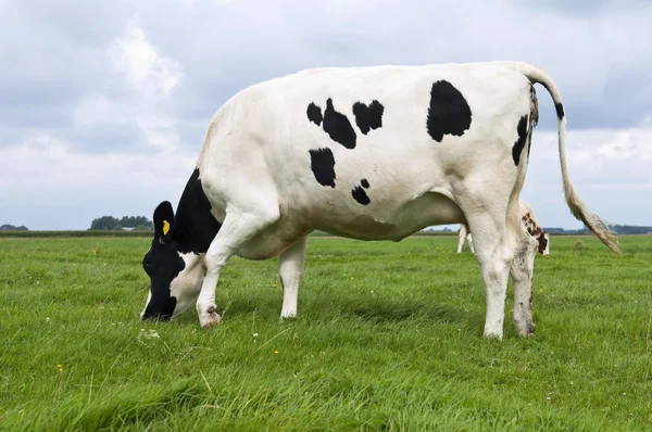 Vaca en el prado — Foto de Stock