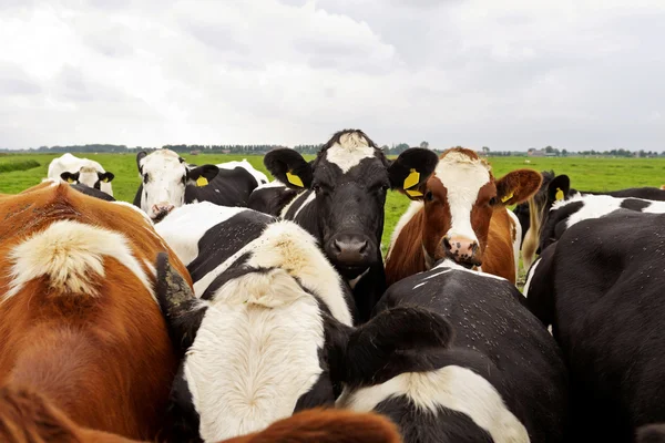 Cattle of young cows — Stock Photo, Image