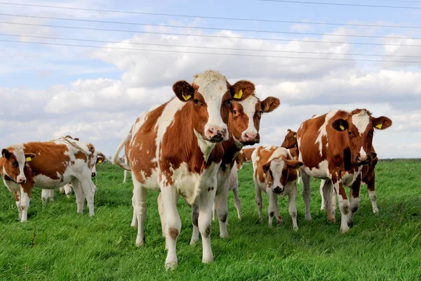 Bovinos de vacas jovens — Fotografia de Stock