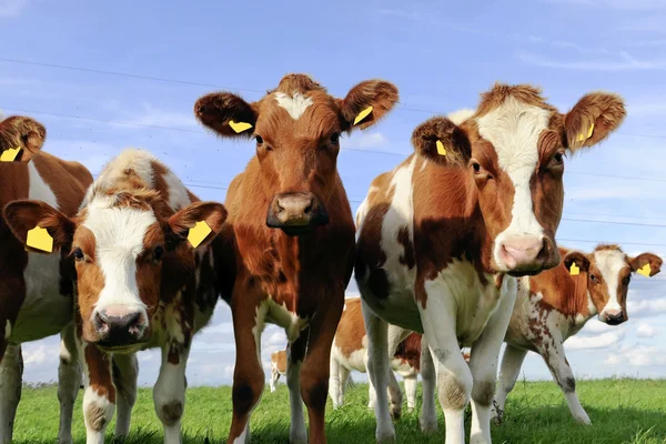 Скот молодых коров — стоковое фото
