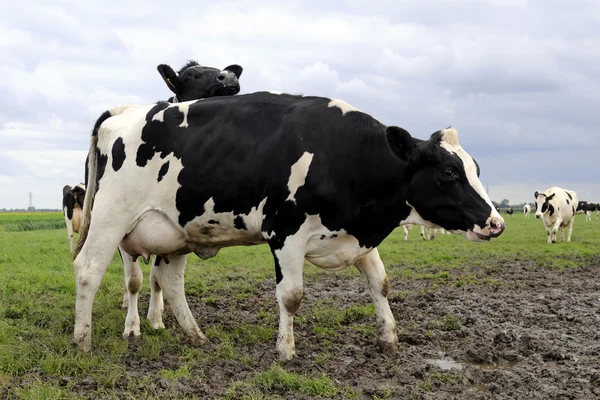 Bovini di vacche giovani — Foto Stock