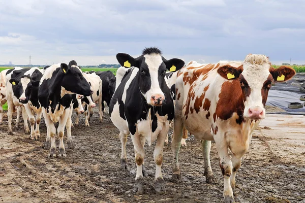 Cattle of young cows — Stock Photo, Image