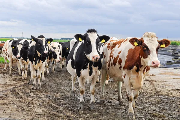 Cattle of young cows — Stock Photo, Image