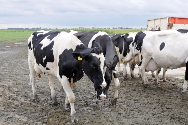 Cow in green meadow — Stock Photo, Image