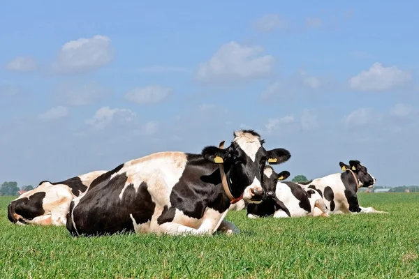 Ganado de vacas jóvenes — Foto de Stock