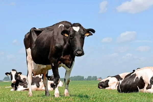 緑の牧草地で牛します。 — ストック写真