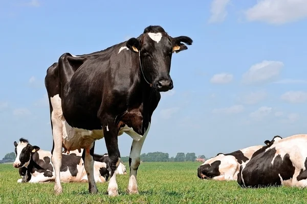 Vaca en prado verde —  Fotos de Stock