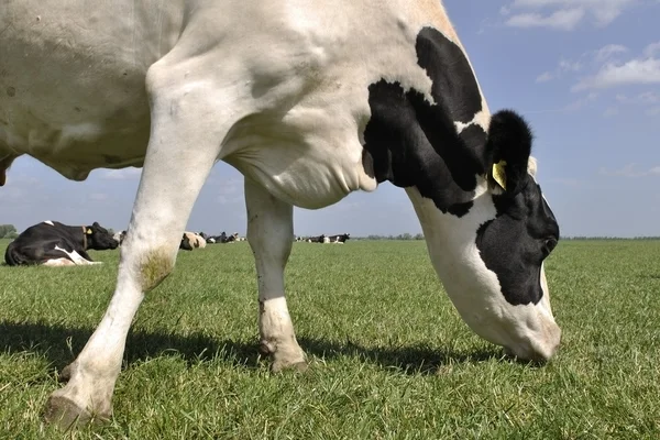 Vaca no prado verde — Fotografia de Stock