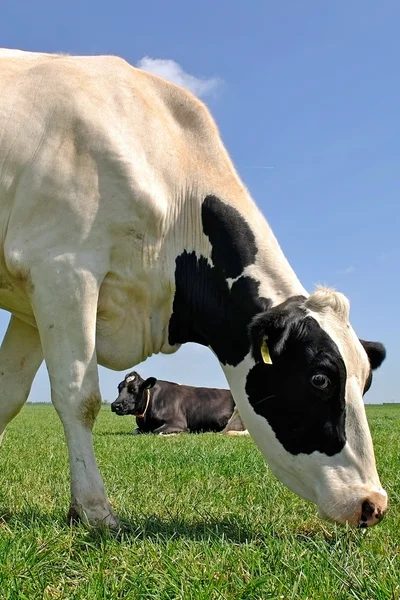 Vaca en prado verde — Foto de Stock