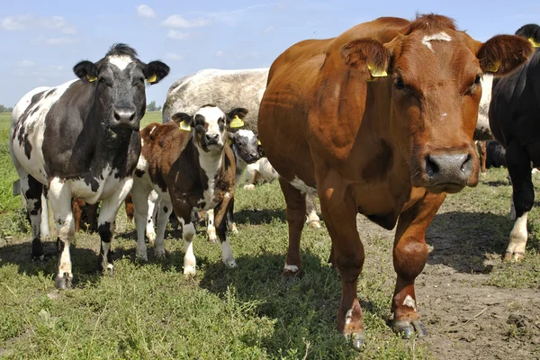 Nötkreatur av kor — Stockfoto