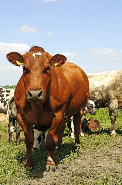 Cattle of cows — Stock Photo, Image