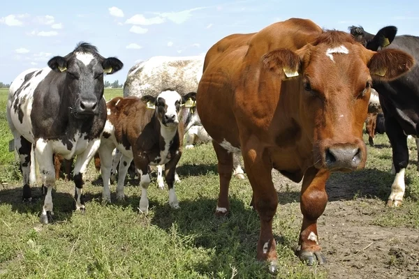 Скот коров — стоковое фото