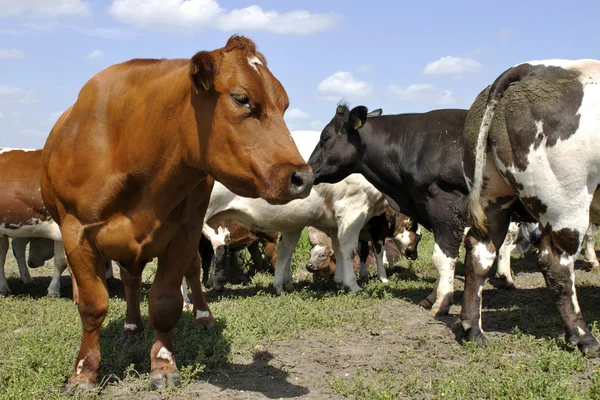 Cattle of cows — Stock Photo, Image