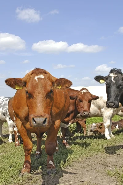 Bovinos de vacas — Fotografia de Stock