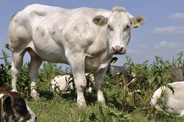 Ganado de vacas —  Fotos de Stock