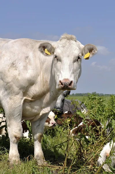 Cattle of cows — Stock Photo, Image