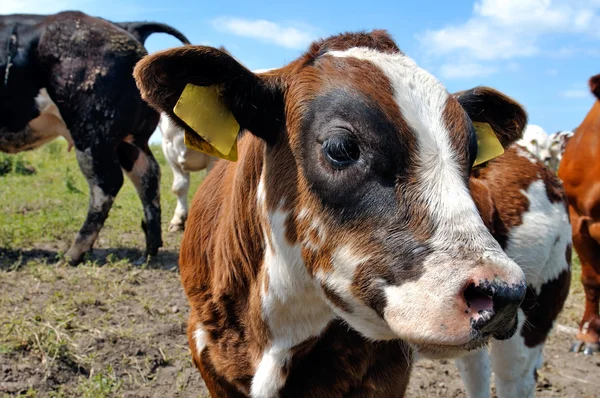 Скот коров — стоковое фото
