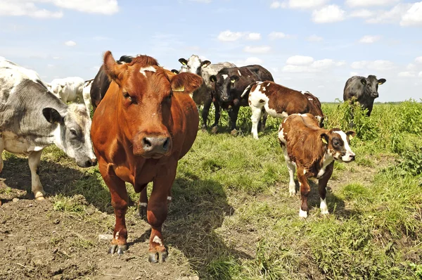 Cattle of cows — Stock Photo, Image