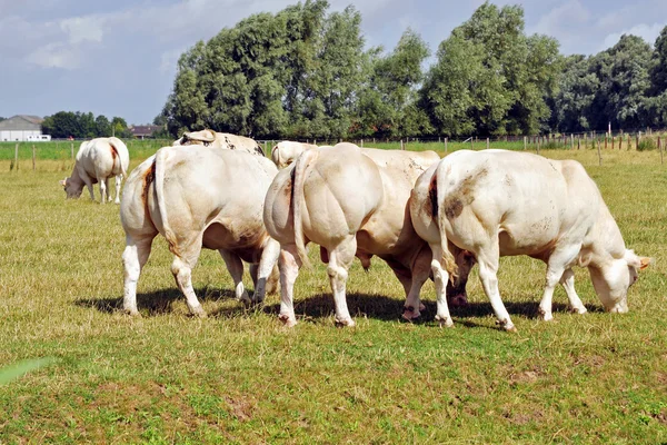 Bovinos de vacas — Fotografia de Stock