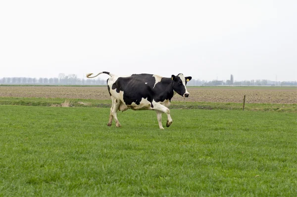 Cow running and jumping — Stock Photo, Image