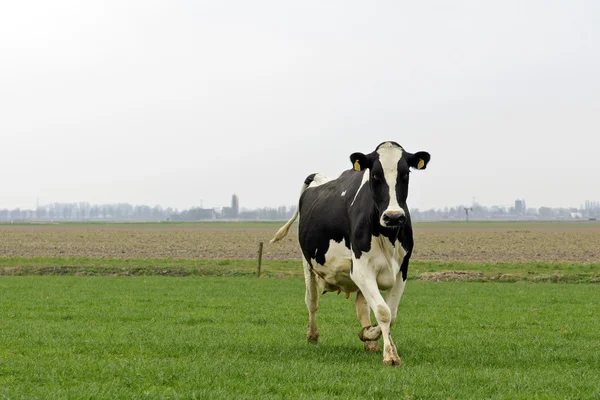 Vaca a correr e a saltar — Fotografia de Stock