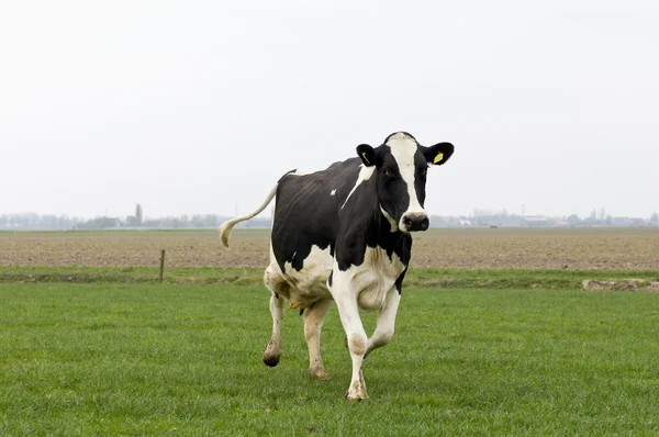 Běh kráva — Stock fotografie