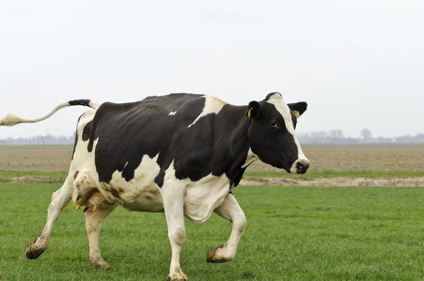 Correr y saltar vaca — Foto de Stock