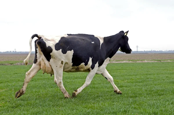 Correr y saltar vaca — Foto de Stock