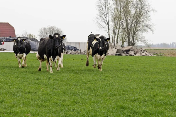Vaca a correr e a saltar — Fotografia de Stock