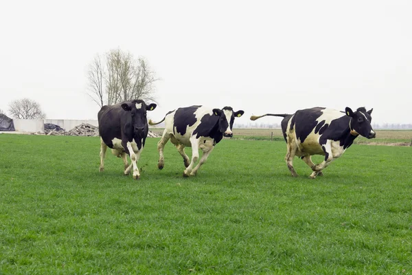 Бег и прыжки коровы — стоковое фото