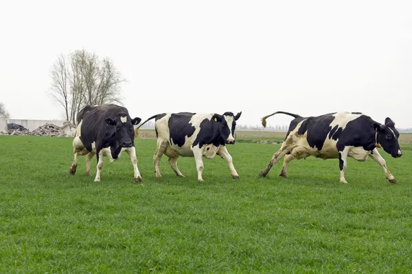 Berjalan dan melompat sapi — Stok Foto