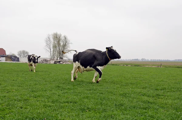 Correre e saltare mucca — Foto Stock