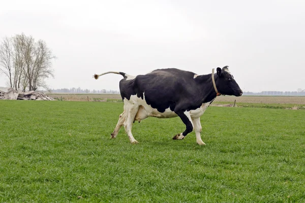 Cow running and jumping — Stock Photo, Image