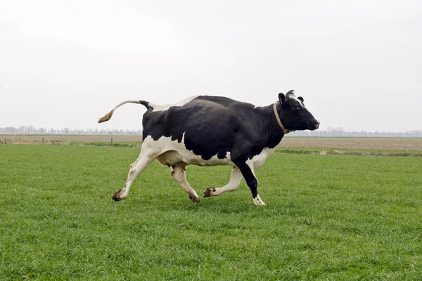 Cow running and jumping — Stock Fotó