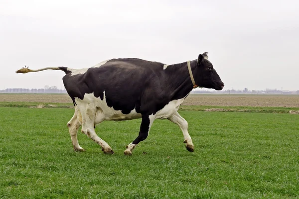 Cow running and jumping — Stock Fotó