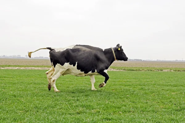 Kráva běhu a skákání — Stock fotografie