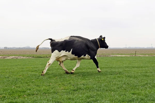 Kráva běhu a skákání — Stock fotografie