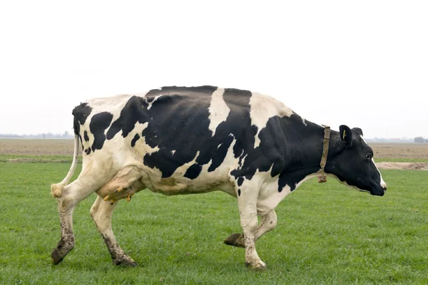 Krowa bieganie i skakanie — Zdjęcie stockowe
