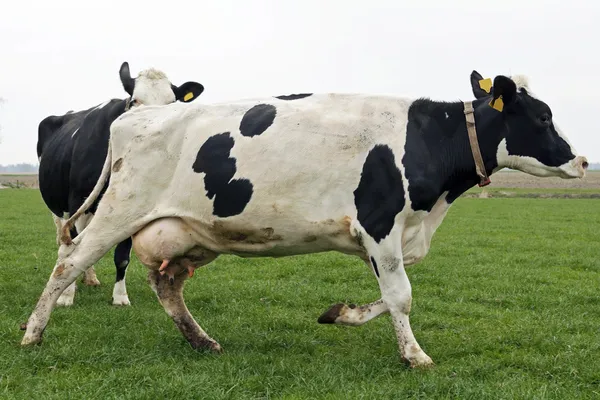 Vaca a correr e a saltar — Fotografia de Stock