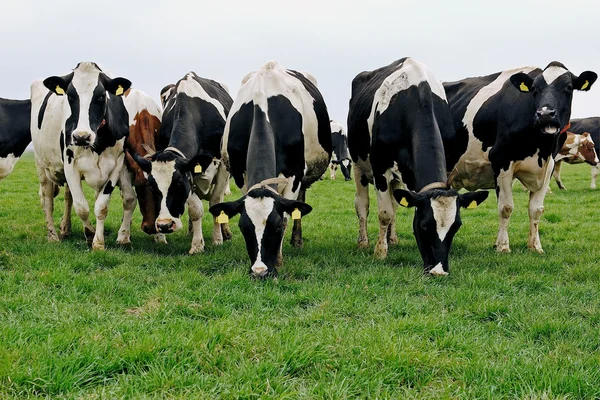 Bovinos de vacas jovens — Fotografia de Stock