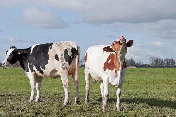 Ganado de vacas jóvenes — Foto de Stock