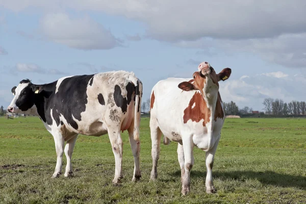 Bovinos de vacas jovens — Fotografia de Stock
