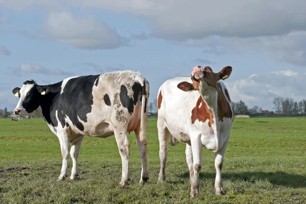 Ganado de vacas jóvenes — Foto de Stock