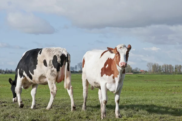 Ganado de vacas jóvenes — Foto de Stock