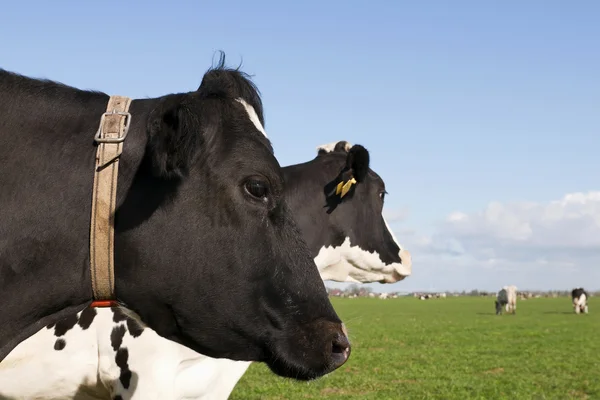Holstein cow — Stock Photo, Image