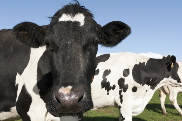 Holstein cow — Stock Photo, Image